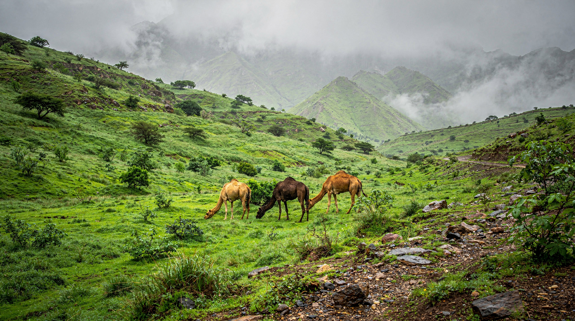 Khareef-Saison: Warum Salalah im Sommer Magisch Ist