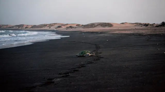 Ras Al Jinz